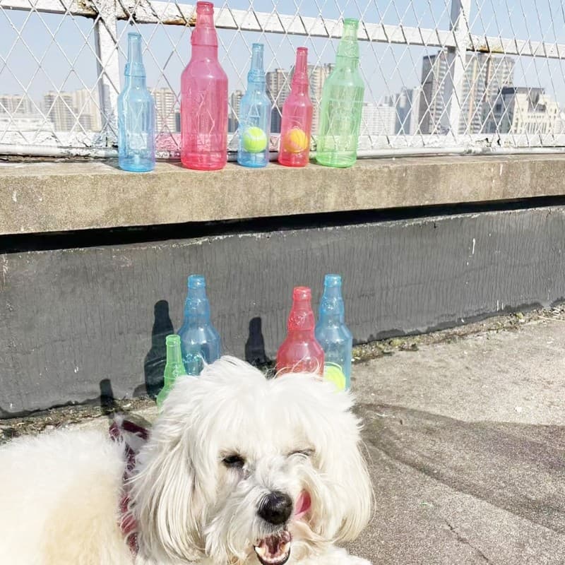 YU Pet Toy Garrafa De Vinho Brinquedo De Dentição Com Tênis Molar Chew Para