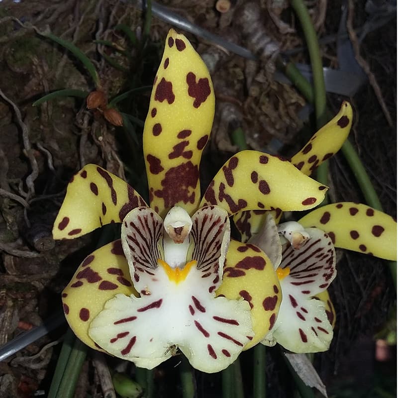 200 sements de orquidea Scuticaria Steelei gw pra vasos e jardins pra novas plantas lI
