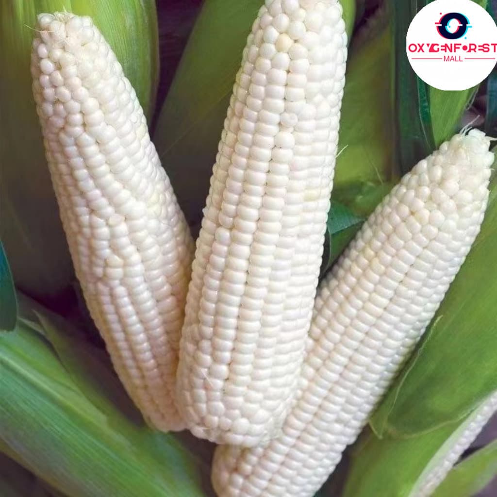 Sementes de Milho Branco Doce Glutinoso (Milho Encerado) 200-500 Grãos Para Plantio Horta Jardim