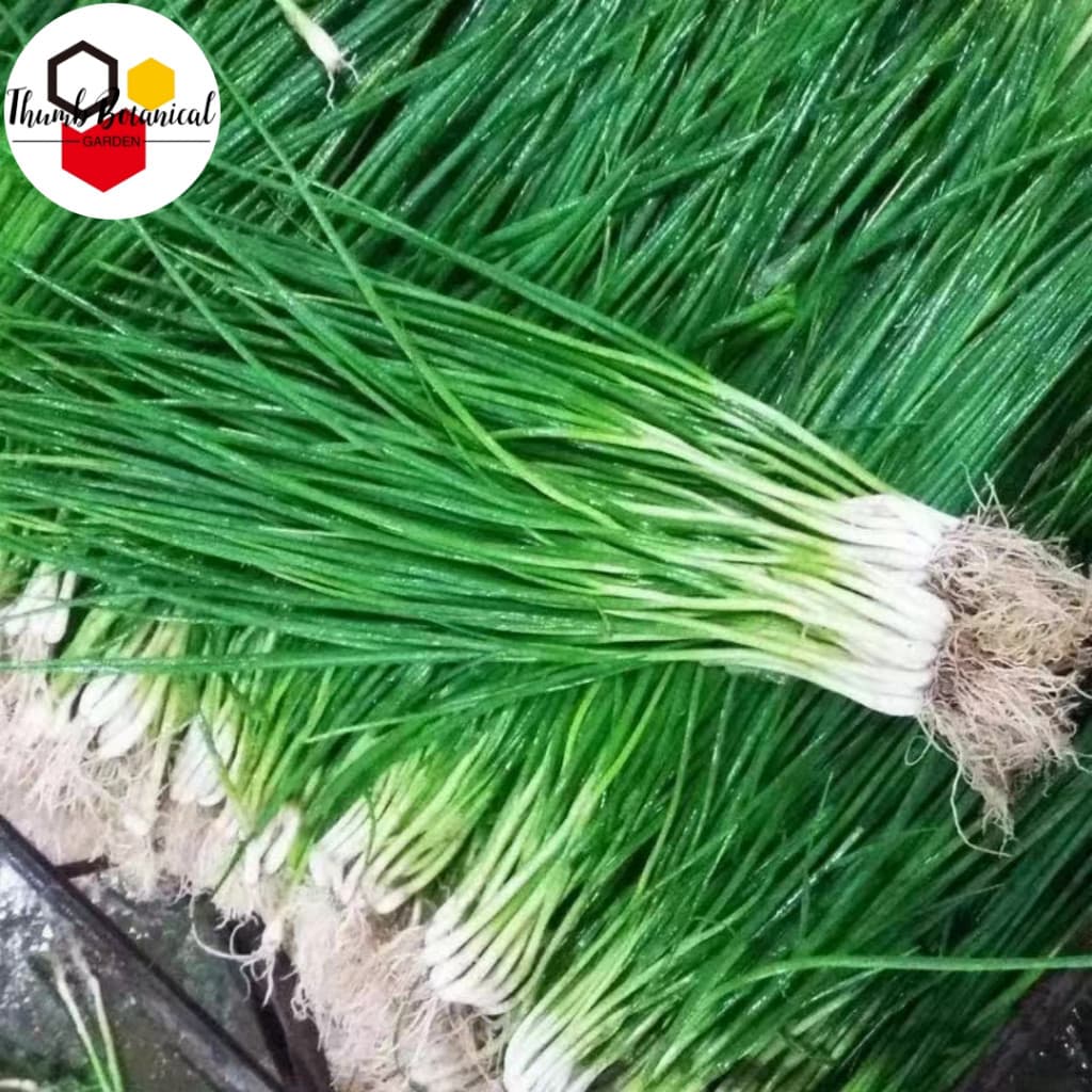 Sementes de Cebolinha Híbrida Jakkou 200-500 Unid | Fácil de Cultivar | Alta Germinação | Horta Caseira