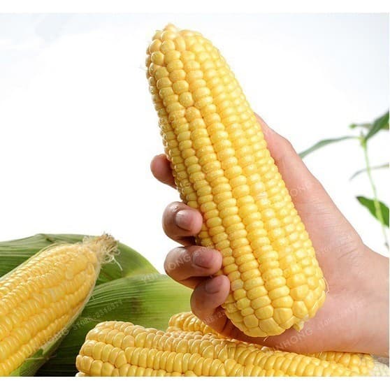 Sementes de Milho Verde Doce Zea Mays Super Doce 200/500 Unidades para Plantio Horta Alta Germinação