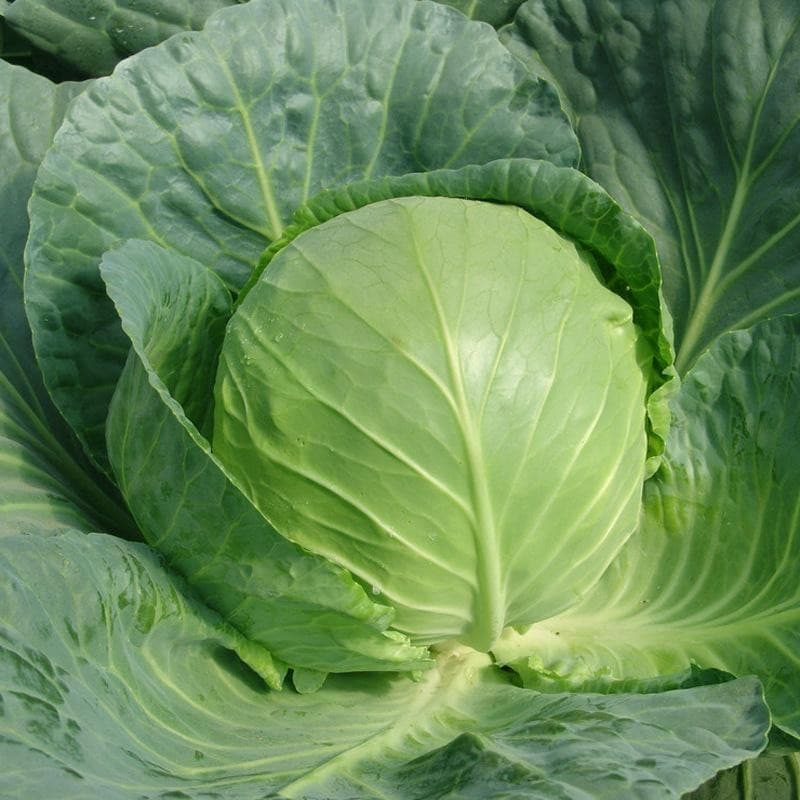 Sementes de Repolho (Kubis) Brassica Oleracea p/ Plantio 200 ou 500 Sementes | Horta em Casa | Casa Veg