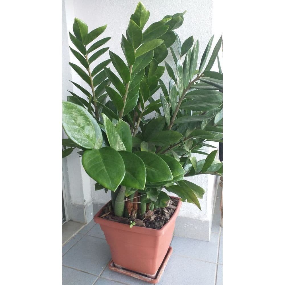 zamiocuca verde 100 sementes com manual de cultivo II