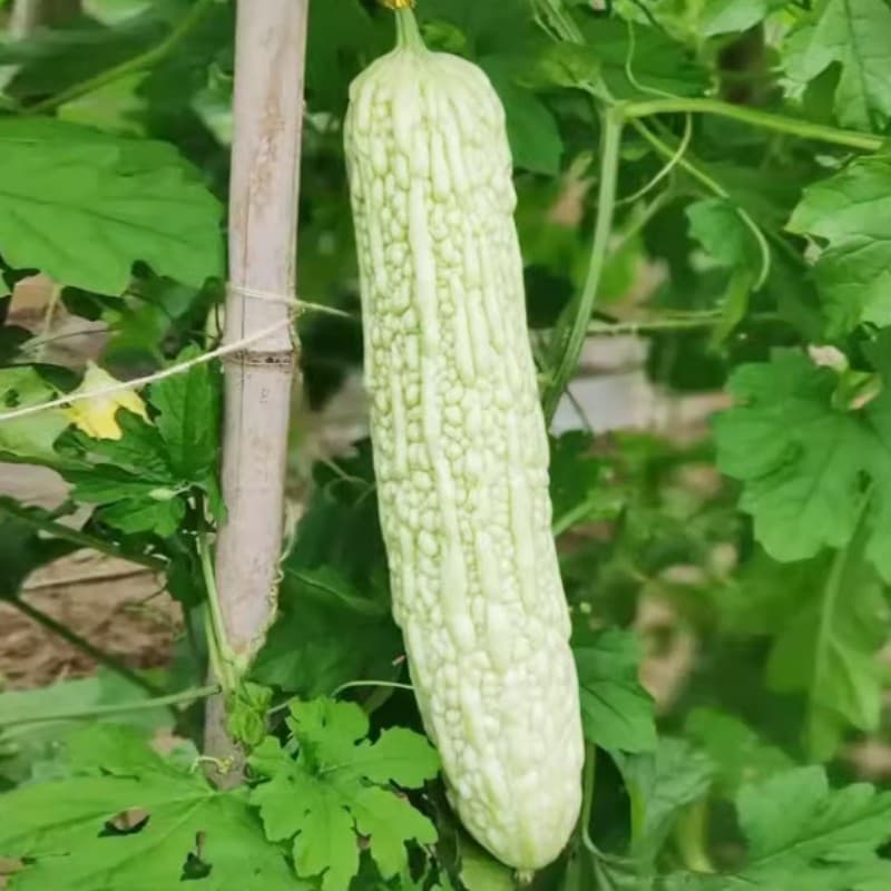 Sementes de Melão Amargo Branco (Bitter Melon) 200/500PCS | Sementes de Hortaliça Viva para Horta Jardim Bonsai