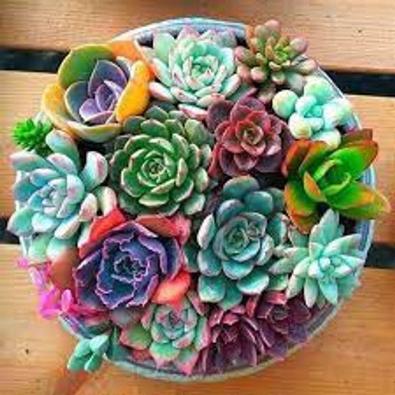 300 sements de suculentas t1 coloridas pra vasos e jardins pra fazer plantas novas I