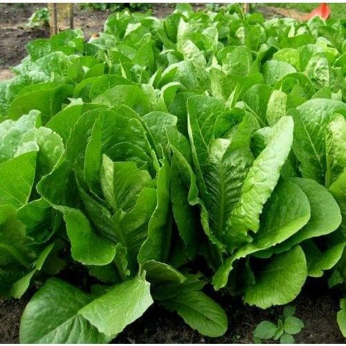 Sementes de Alface Romana (Romaine) | Hortaliça para Horta e Vasos | Alta Germinação | 200 ou 500 Sementes