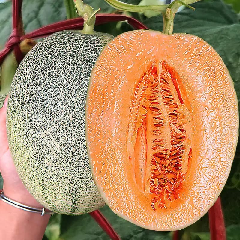 200-500 Sementes de Melão Hami/Cantalupo Doce para Plantio | Fruta Fresca, Alta Germinação, Horta e Jardim