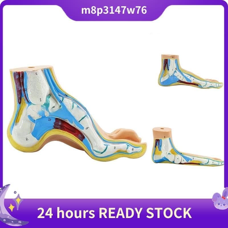 Modelo De Anatomia Do Pé , Humano , Normal De Plano Arco Músculo Pés Planos