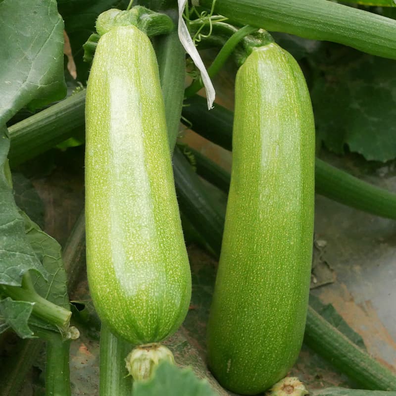 Sementes de Abobrinha Italiana para Plantio 200/500 Unid | Hortaliça de Verão | Alta Germinação | Horta Jardim
