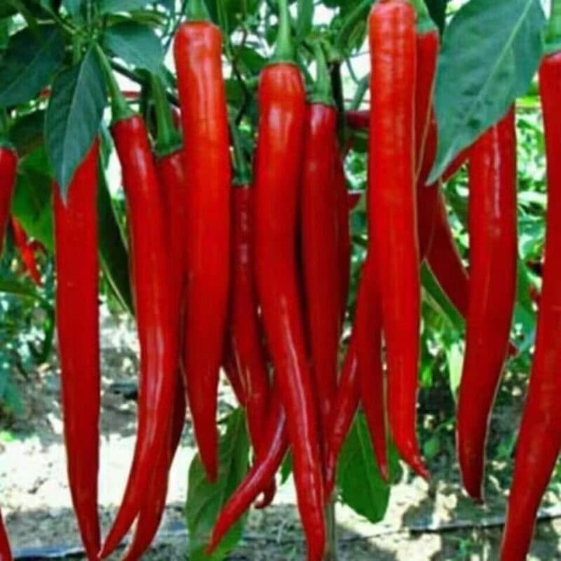 Sementes de Pimenta Coreana Vermelha Jinfeng Picante 200/500 Unidades Alto Rendimento para Horta Jardim