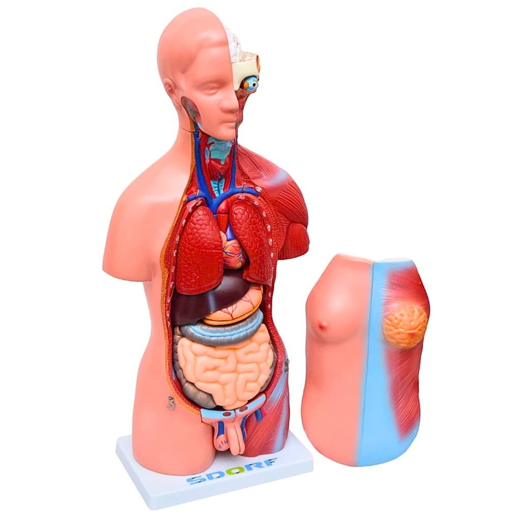 Torso Humano Bissexual 45cm Anatomia Didática Ensino Medicina Enfermagem