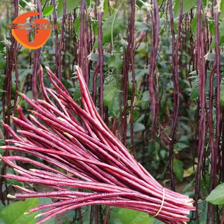 Sementes de Feijão Longo Vermelho Sitao Vagem Longa para Horta 200 a 500 Sementes Alta Germinação
