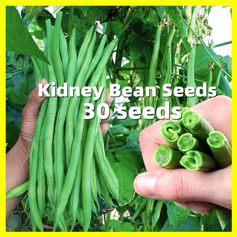 Sementes de Feijão Verde Orgânico 200/500 Unidades | Feijão Vagem Snap | Alta Germinação para Horta