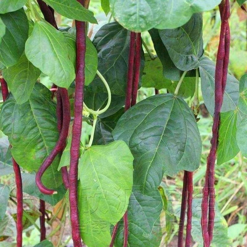 Sementes de Feijão Vagem Vermelha Longa (200-500 sementes) Red Sitao | Alta Germinação | Horta Caseira