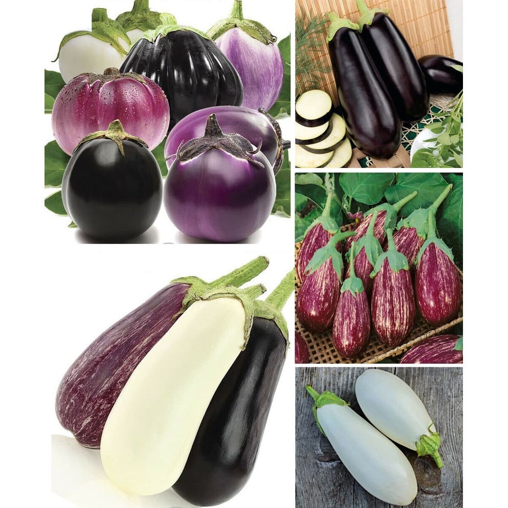Sementes de Berinjela Rajada Preta e Branca Orgânica Heirloom 200-500 Unidades para Plantio Horta Jardim