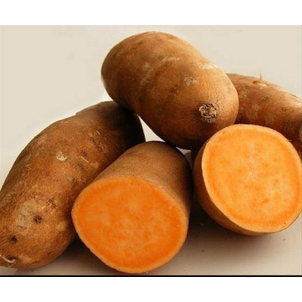 Sementes de Batata-Doce Amarela Rara 500 Unidades | Hortaliça para Plantio em Jardim e Horta | Alta Germinação