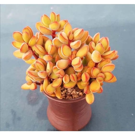 10 sements sucullenta cotyledon dourada pra vasos e jardins frete rápido pra fazer plantas I