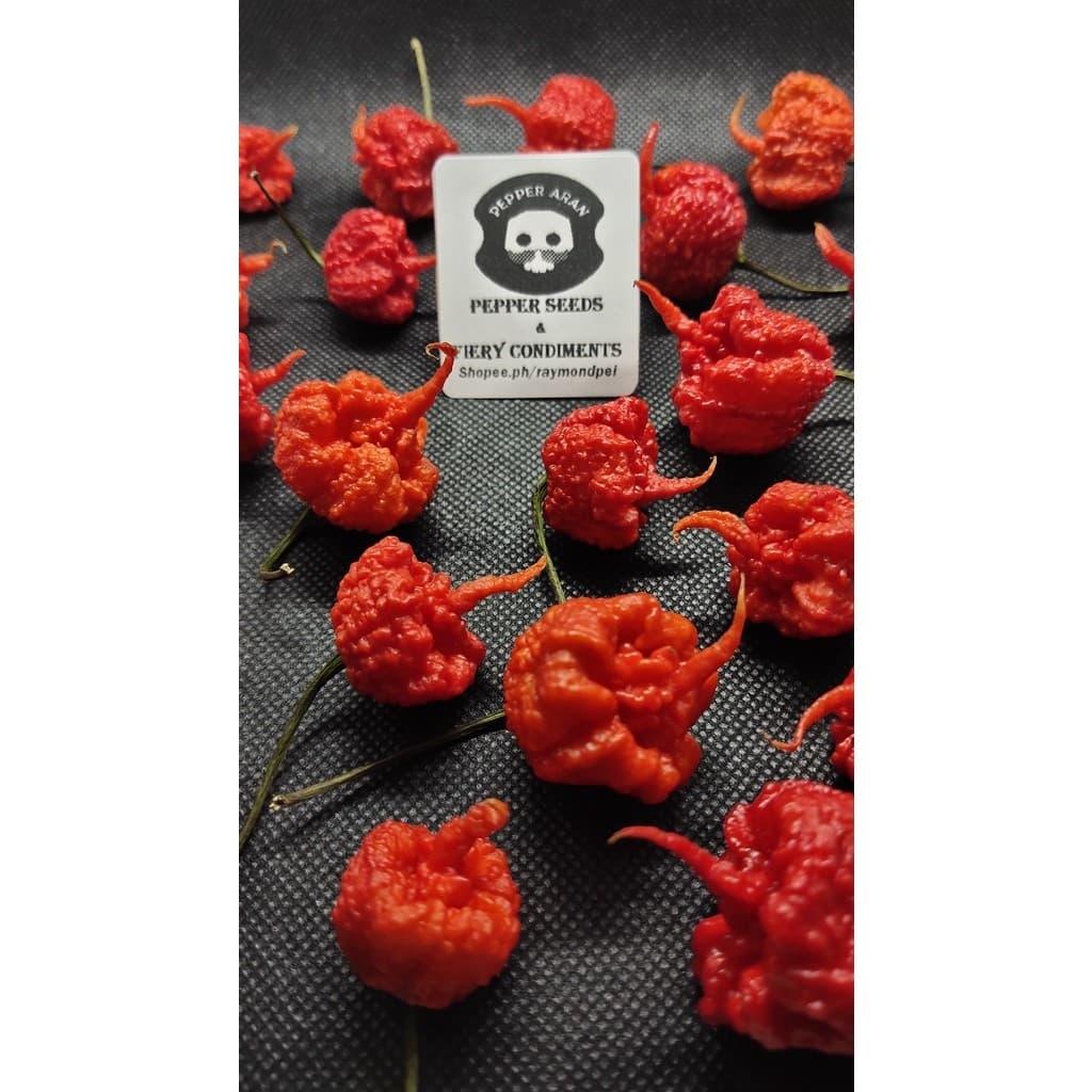Sementes de Pimenta Carolina Reaper 200/500 Unid Extra Picante + Alta Germinação p/ Plantio (Hortas e Vasos)