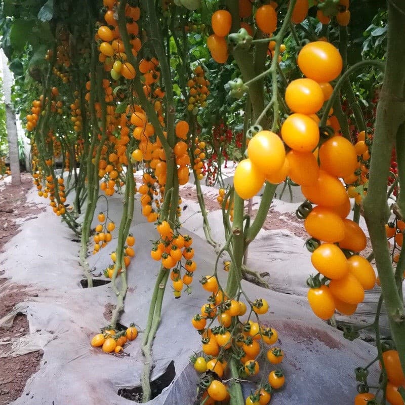 Sementes Tomate Cereja Amarelo Doce | Germinação Rápida | 200 ou 500 Sementes | Hortaliça para Horta e Vasos