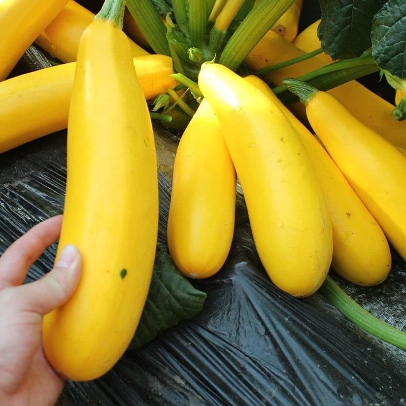 Sementes de Abóbora Dourada 200/500 Unidades | Semente de Vegetal para Plantio | Alta Germinação Horta Jardim