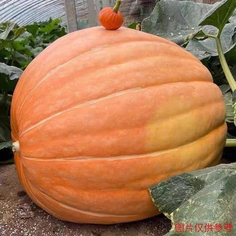 Sementes de Abóbora Gigante Atlântico 1000 Unidades | Fácil de Plantar, Alta Germinação, Horta e Jardim