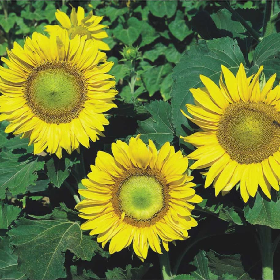 Sementes de Girassol Anão de Jardim - 800 mg - Isla