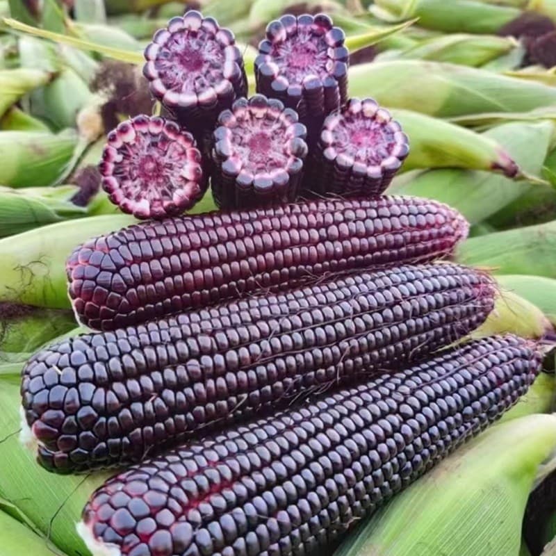 Sementes de Milho Roxo Híbrido 200 ou 500 Unidades | Alta Germinação | Plantio Fácil | Hortas e Roças