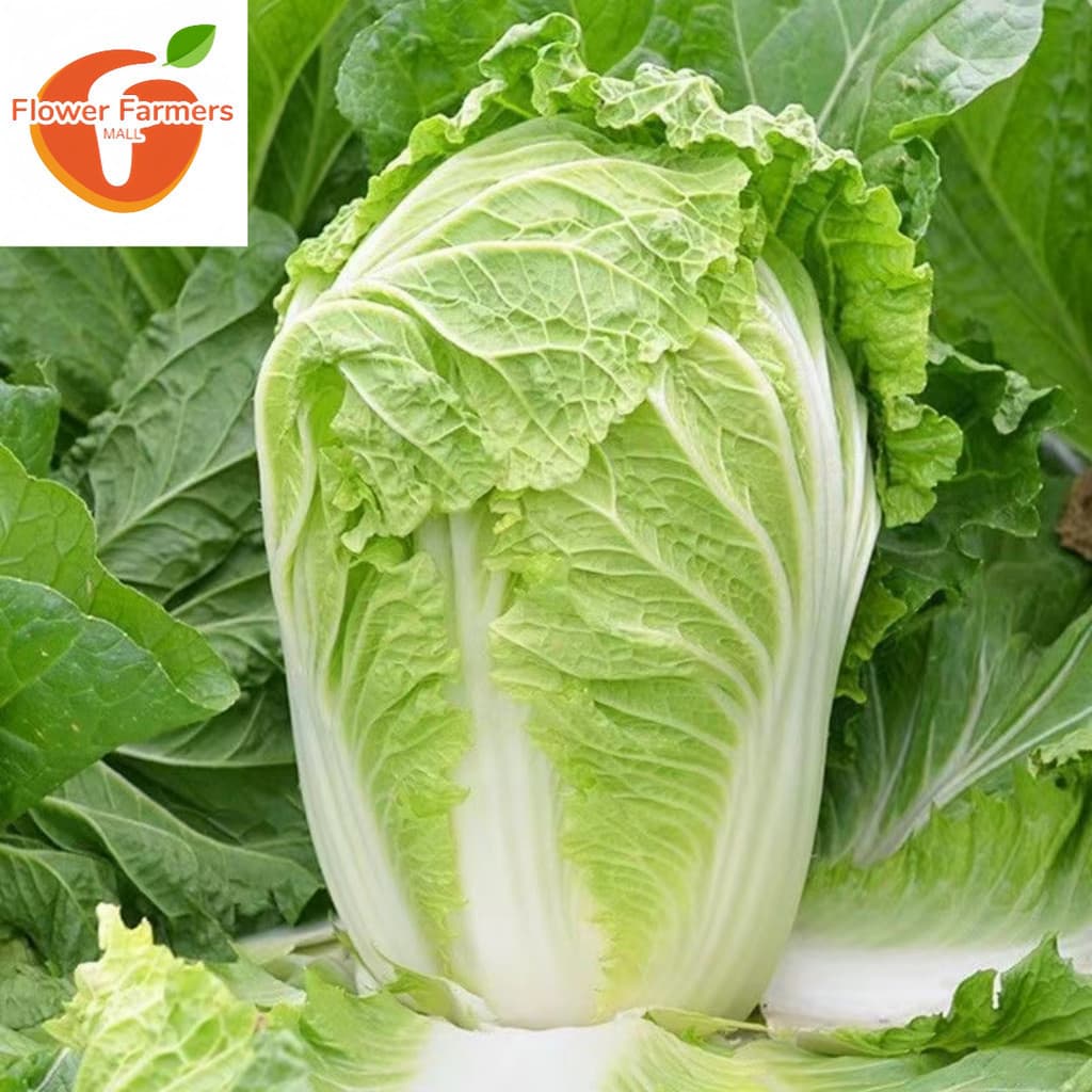 Sementes de Repolho Chinês Pechay Baguio Pak Choi para Horta | 200 a 500 Sementes | Alta Germinação