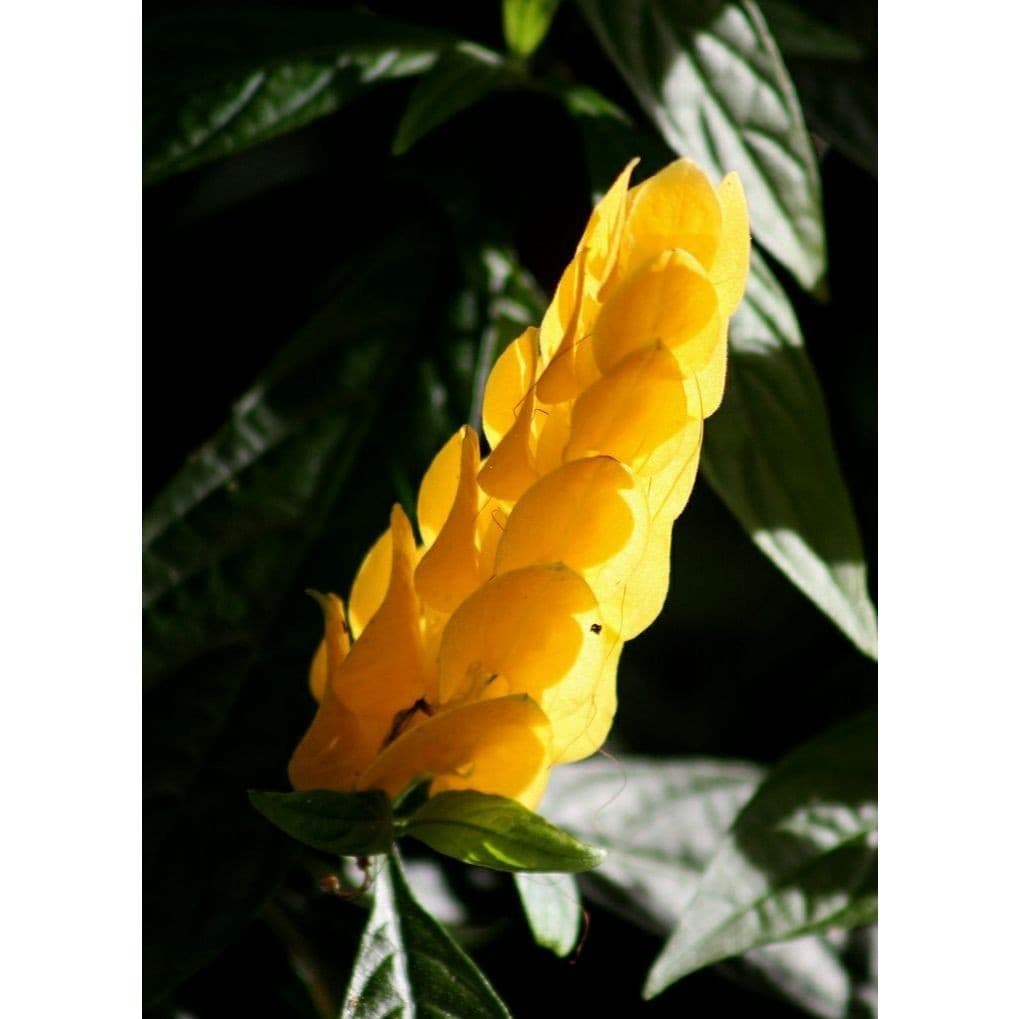 100 sementes camarao amarelo com manual de cultivo pronta entrega envio em 24h I