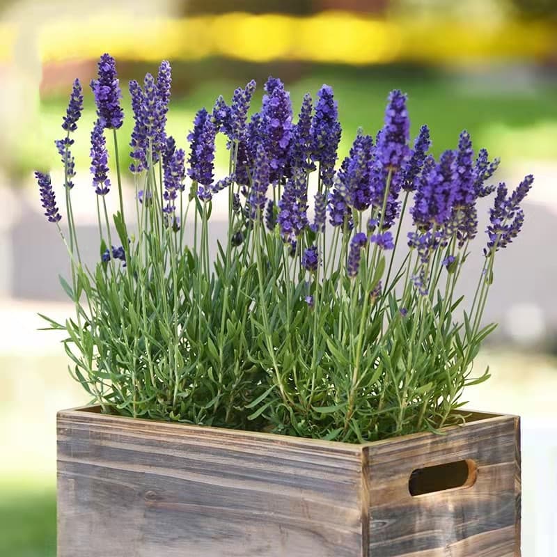 Sementes de Lavanda Perfumada 200/500 Unidades para Plantio | Flores Aromáticas para Jardim, Vasos e Hortas