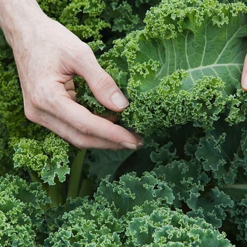 Sementes de Couve Verde Orgânica para Horta 200-500 Unidades | Germinação Rápida | Vegetais Saudáveis