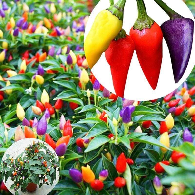 Sementes de Pimenta Multicolorida Vermelha e Variadas 200/500 Unid Hortaliças para Plantio Jardim Horta