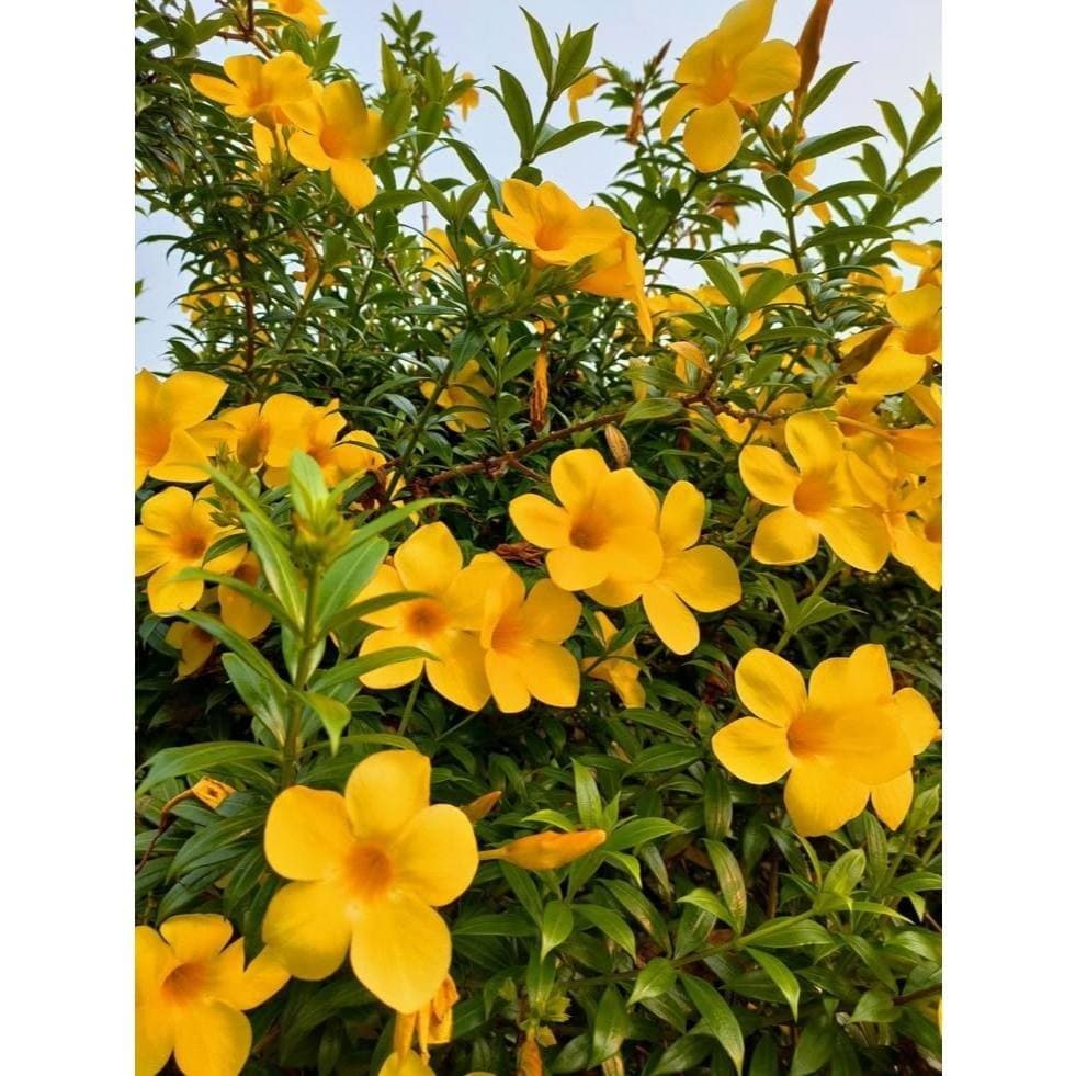 100 sementes alamanda cathartica com manual de cultivo pronta entrega envio em 24h I