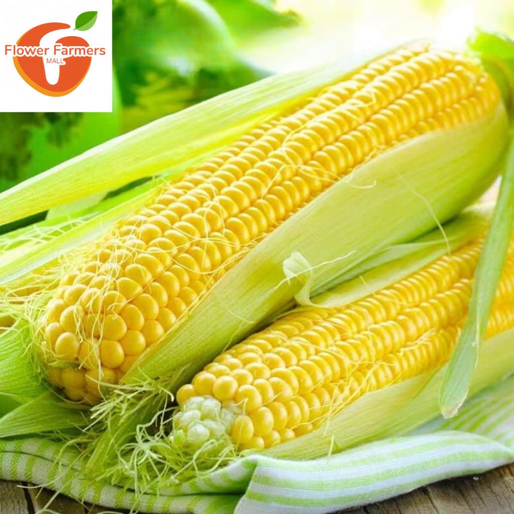 Sementes de Milho Super Doce Híbrido Alta Germinação para Plantio Hortas e Quintal 200 a 500 Unidades