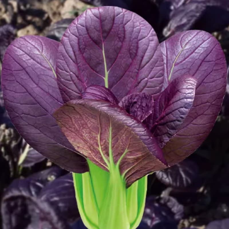 Sementes Orgânicas Pak Choi Roxo 200/500 Unidades | Couve Chinesa para Horta Jardim Vasos Bonsai Fácil Plantio