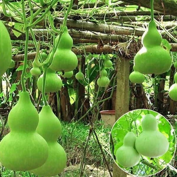 Sementes de Cabaça Orgânica Sortida 200/500 Unidades para Plantio em Casa e Horta | Cabaça Vegetal
