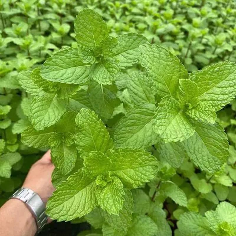 Sementes de Hortelã-Pimenta Premium 200-500 Unidades | Erva Aromática para Plantio em Vaso/Horta | Menta Fresca