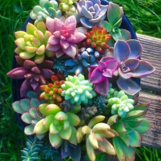 250 sements de suculentas t1 coloridas pra vasos e jardins ,faer plantas I