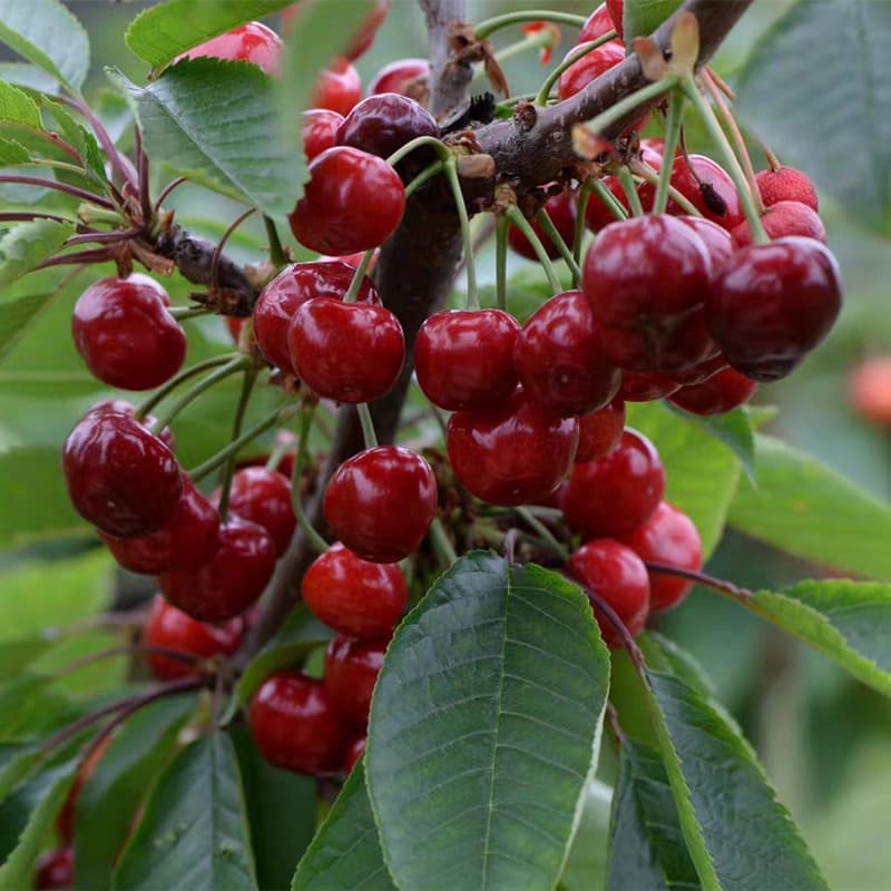 Sementes de Cereja Doce Frescas 200-500 Unidades para Plantio | Fruta Cereja para Jardim, Horta e Vasos