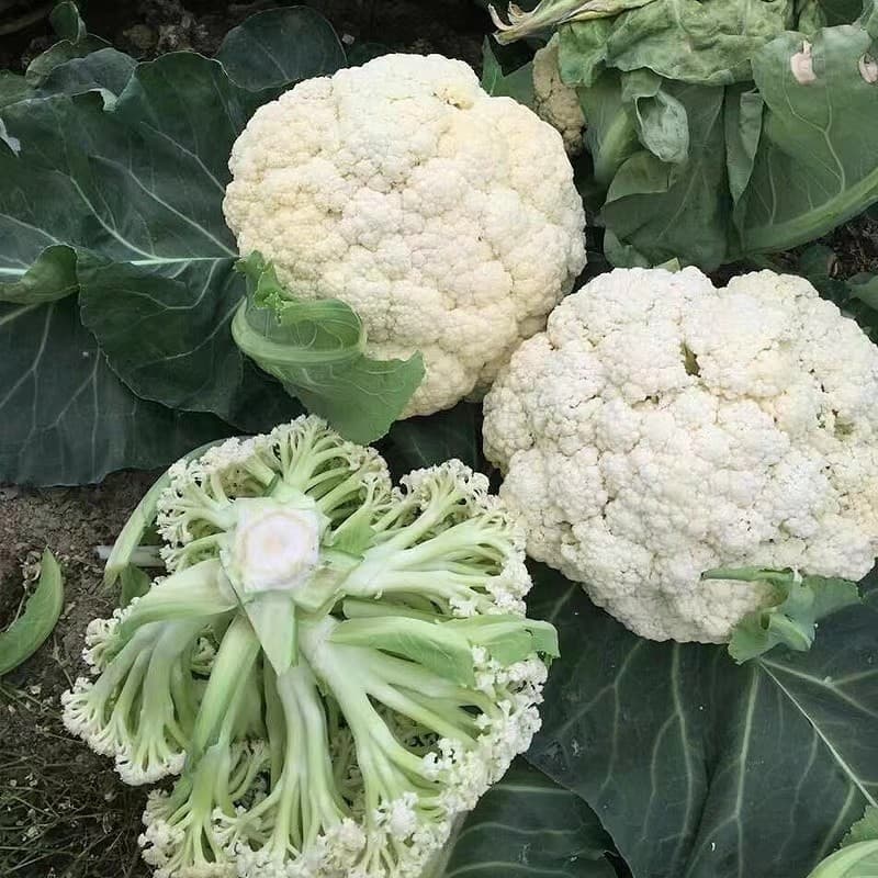 Sementes de Couve-Flor Branca Orgânica Kuliplor para Plantio | 200/500 Sementes Frescas | Horta e Jardim