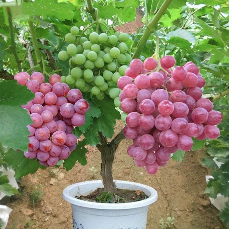 Sementes de Uva Premium Alta Germinação 200/500 Unidades por Pacote Mudas de Fruta para Jardim e Horta