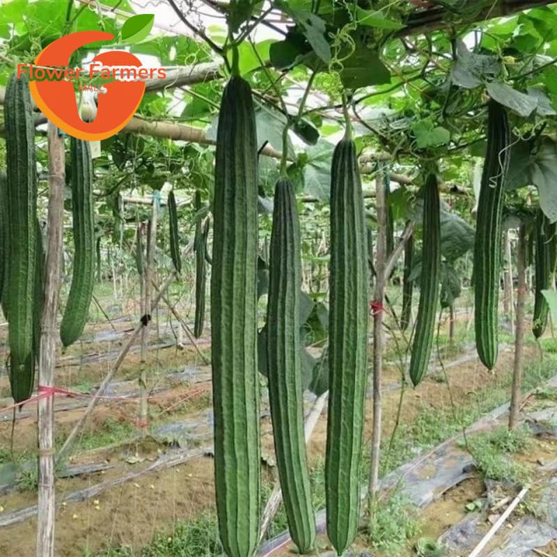 Sementes de Patola Suaves 200/500 Unidades por Pacote | Alta Germinação | Semente de Vegetal para Horta e Jardim