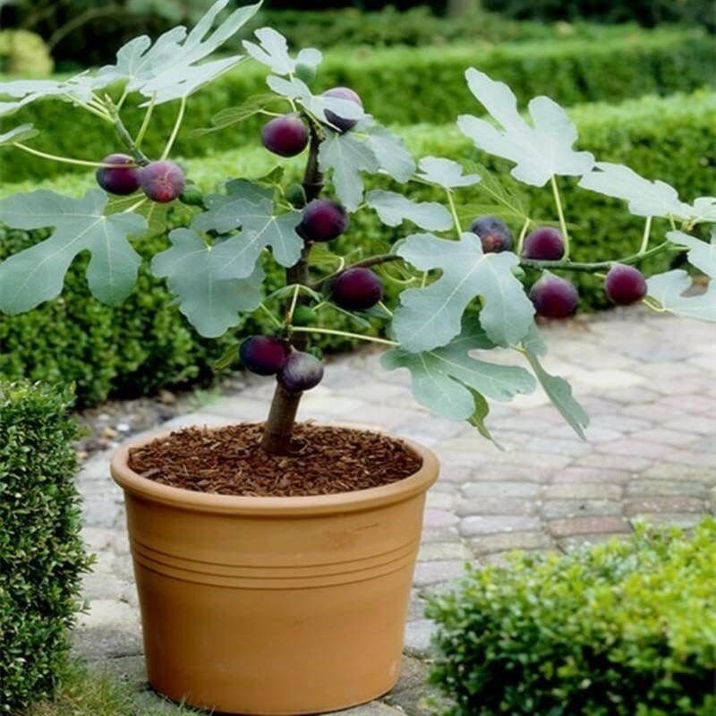 Sementes de Figo Raro Premium Germinação Rápida 200/500 Unidades para Plantar Fruta em Vaso Jardim Horta