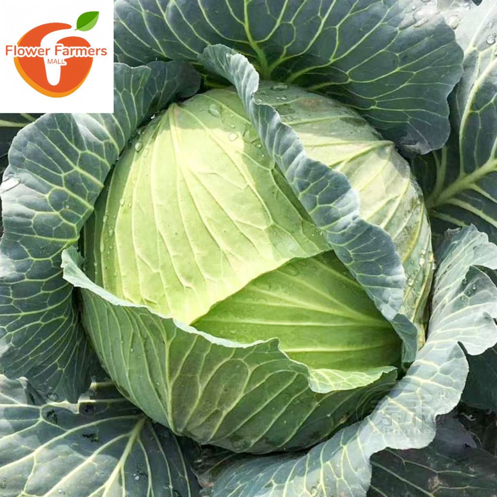 Sementes de Repolho Híbrido Alta Produtividade Fácil Cultivo (200 ou 500 sementes) Hortaliça para Horta