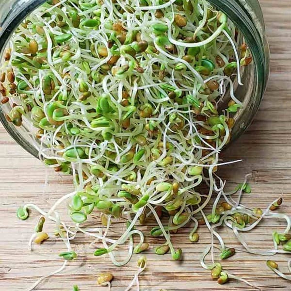 Sementes de Alfafa Orgânicas para Brotos 200/500 Cápsulas | Germinação Rápida | Microverdes e Horta em Casa