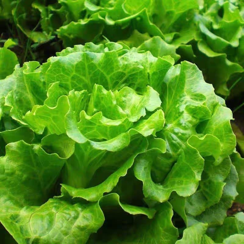 Sementes de Alface Italiana Original 200/500 Unid | Alta Germinação | Hortaliça Fresca para Horta e Jardim