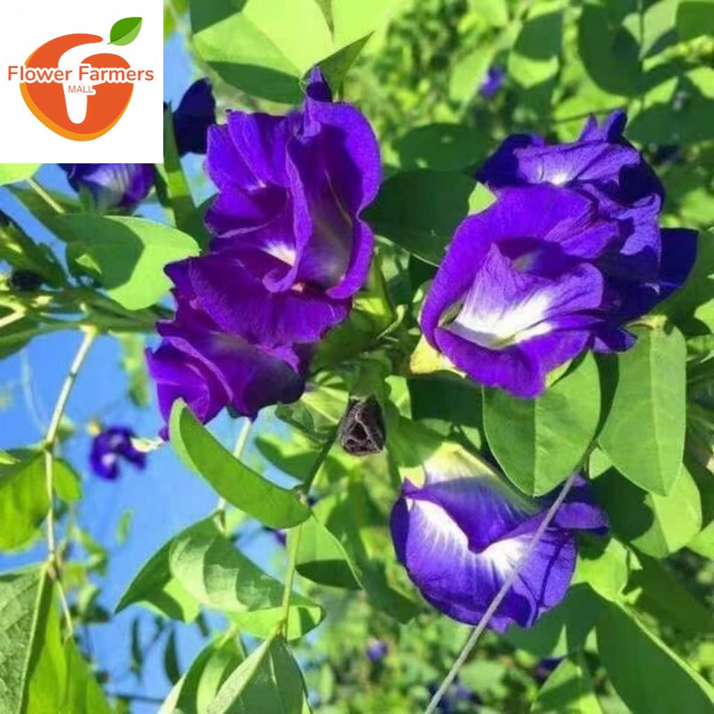 200-500 Sementes Clitoria Ternatea Ervilha Borboleta Azul Flor Azul para Plantar Jardim Horta Chá Natural
