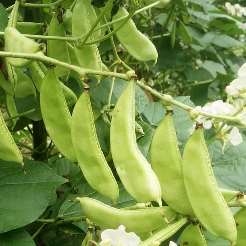 Sementes de Feijão Verde Fresco para Plantio 200-500 Unidades Alto Rendimento Horta Caseira Fácil Germinação