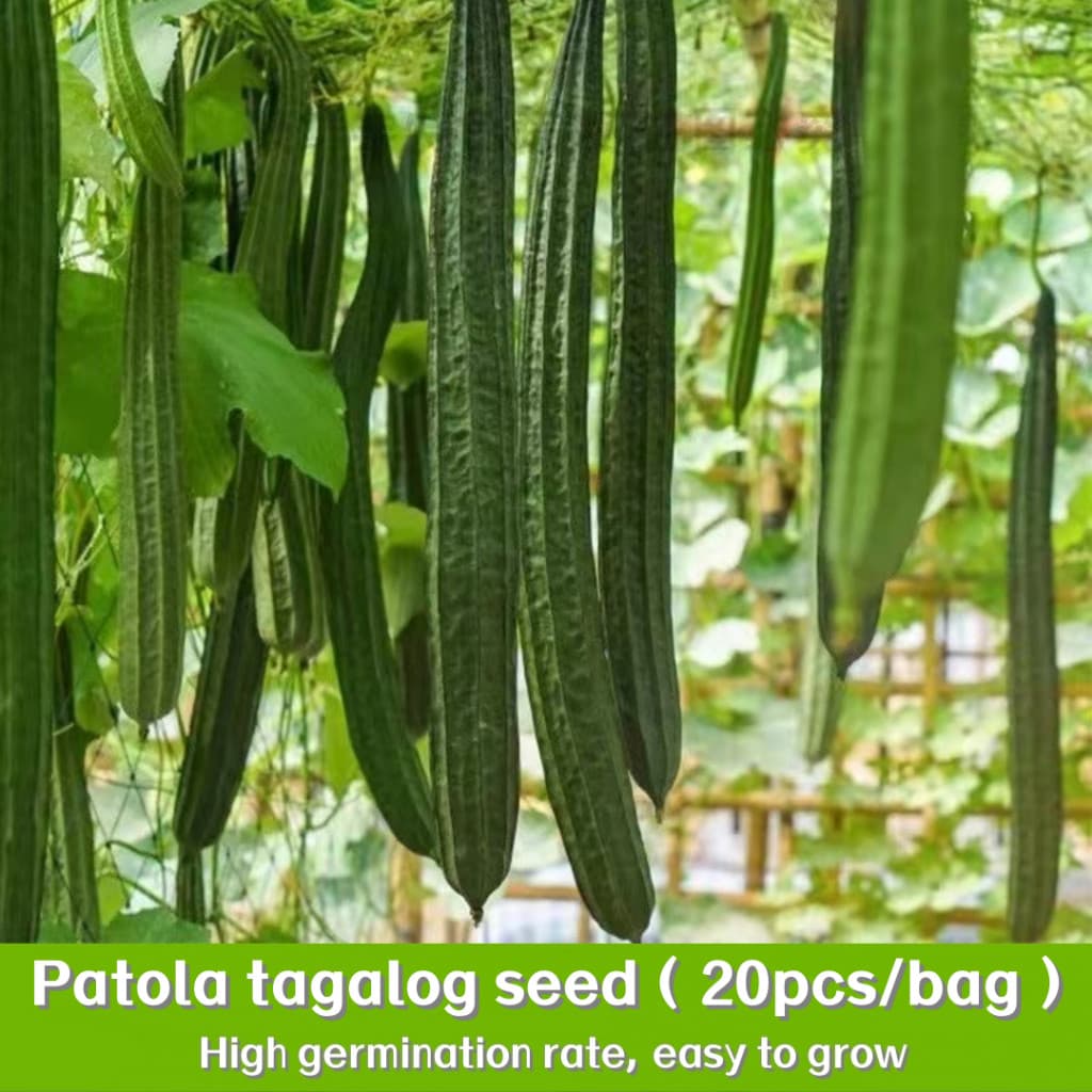 Sementes de Patola Tagalog Híbrida 200-500 un | Semente de Legumes | Alta Germinação para Horta