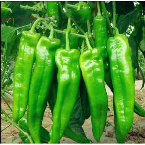 Sementes de Pimenta Chifre de Boi Americana 200/500 unids | Alta Germinação | Ideal para Horta e Vasos